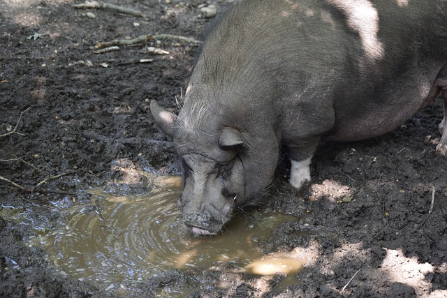 本屆小組賽 本屆小組賽
